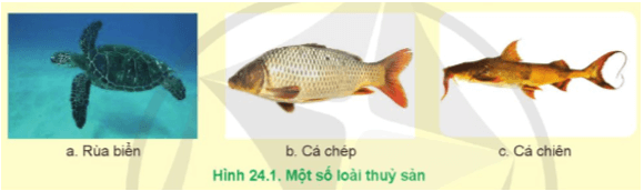 Giáo án Công nghệ 12 Cánh diều Bài 24: Bảo vệ nguồn lợi thuỷ sản (ảnh 1)