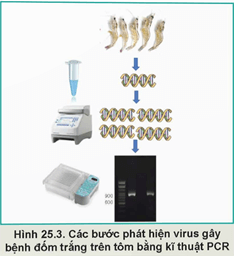 Giáo án Công nghệ 12 Kết nối tri thức Bài 25: Ứng dụng công nghệ sinh học trong phòng, trị bệnh thuỷ sản