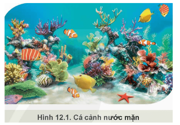 Giáo án Chuyên đề Công nghệ 12 Kết nối tri thức Bài 12: Nuôi dưỡng và chăm sóc cá cảnh nước mặn