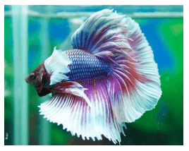 Giáo án Chuyên đề Công nghệ 12 Kết nối tri thức Bài 13: Dự án: Nuôi cá cảnh