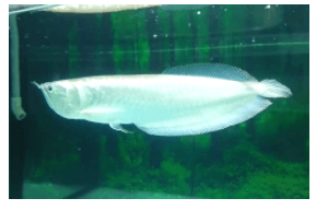 Giáo án Chuyên đề Công nghệ 12 Kết nối tri thức Bài 13: Dự án: Nuôi cá cảnh