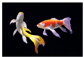 Giáo án Chuyên đề Công nghệ 12 Kết nối tri thức Bài 13: Dự án: Nuôi cá cảnh