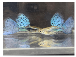 Giáo án Chuyên đề Công nghệ 12 Kết nối tri thức Bài 13: Dự án: Nuôi cá cảnh