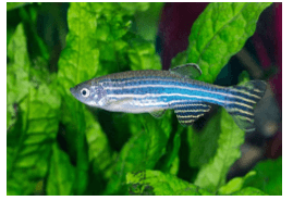 Giáo án Chuyên đề Công nghệ 12 Kết nối tri thức Bài 13: Dự án: Nuôi cá cảnh