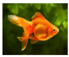 Giáo án Chuyên đề Công nghệ 12 Kết nối tri thức Bài 13: Dự án: Nuôi cá cảnh