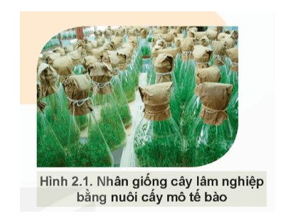 Giáo án Chuyên đề Công nghệ 12 Kết nối tri thức Bài 2: Công nghệ sinh học trong chọn, tạo và nhân giống cây lâm nghiệp