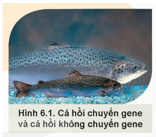 Giáo án Chuyên đề Công nghệ 12 Kết nối tri thức Bài 6: Một số ứng dụng công nghệ sinh học trong chọn, tạo giống thuỷ sản