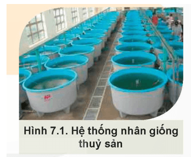 Giáo án Chuyên đề Công nghệ 12 Kết nối tri thức Bài 7: Ứng dụng công nghệ sinh học trong sản xuất giống thuỷ sản