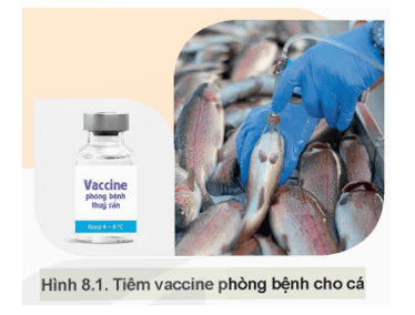 Giáo án Chuyên đề Công nghệ 12 Kết nối tri thức Bài 8: Ứng dụng công nghệ sinh học trong phòng bệnh thuỷ sản