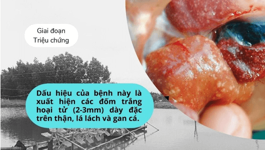 Giáo án Công nghệ 12 Cánh diều Ôn tập chủ đề 9 (ảnh 1)