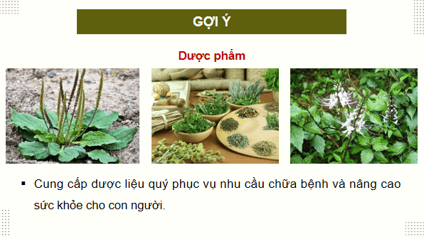 Giáo án điện tử Công nghệ 12 Kết nối tri thức Bài 1: Vai trò và triển vọng của lâm nghiệp | PPT Công nghệ 12
