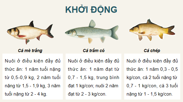 Giáo án điện tử Công nghệ 12 Kết nối tri thức Bài 13: Vai trò của giống thuỷ sản | PPT Công nghệ 12
