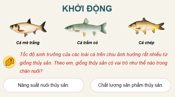 Giáo án điện tử Công nghệ 12 Kết nối tri thức Bài 13: Vai trò của giống thuỷ sản | PPT Công nghệ 12