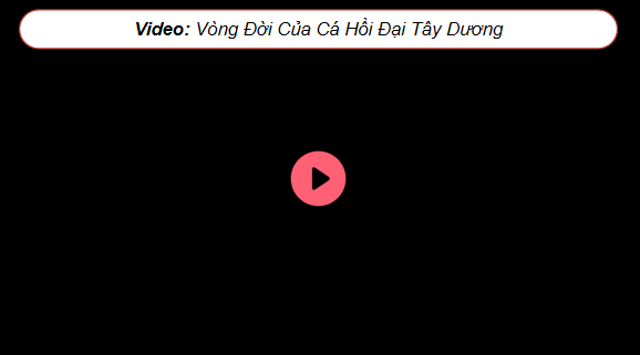 Giáo án điện tử Công nghệ 12 Kết nối tri thức Bài 14: Sinh sản của cá và tôm | PPT Công nghệ 12