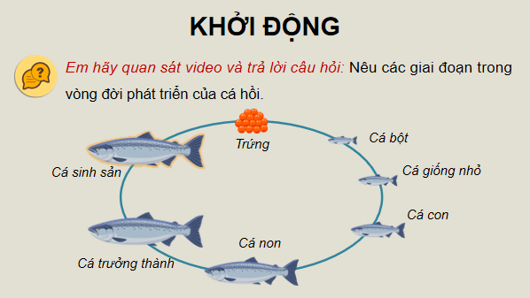 Giáo án điện tử Công nghệ 12 Kết nối tri thức Bài 14: Sinh sản của cá và tôm | PPT Công nghệ 12