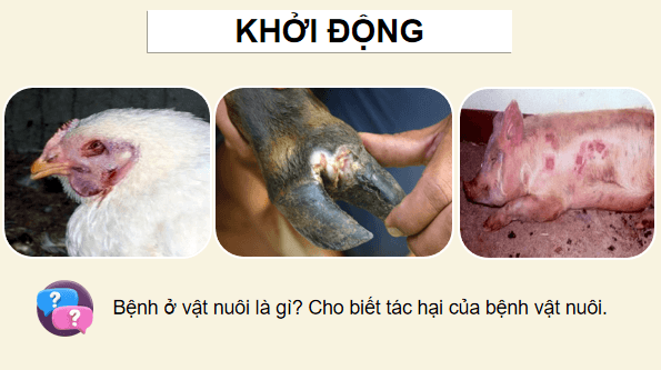 Giáo án điện tử Công nghệ 12 Kết nối tri thức Bài 23: Vai trò của phòng, trị bệnh thuỷ sản | PPT Công nghệ 12