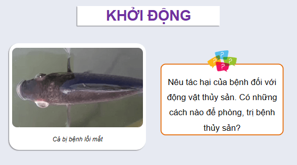 Giáo án điện tử Công nghệ 12 Kết nối tri thức Bài 24: Một số bệnh thuỷ sản phổ biến và biện pháp phòng, trị | PPT Công nghệ 12