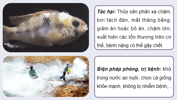 Giáo án điện tử Công nghệ 12 Kết nối tri thức Bài 24: Một số bệnh thuỷ sản phổ biến và biện pháp phòng, trị | PPT Công nghệ 12