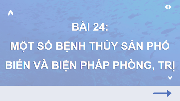 Giáo án điện tử Công nghệ 12 Kết nối tri thức Bài 24: Một số bệnh thuỷ sản phổ biến và biện pháp phòng, trị | PPT Công nghệ 12