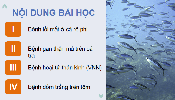 Giáo án điện tử Công nghệ 12 Kết nối tri thức Bài 24: Một số bệnh thuỷ sản phổ biến và biện pháp phòng, trị | PPT Công nghệ 12