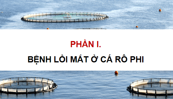 Giáo án điện tử Công nghệ 12 Kết nối tri thức Bài 24: Một số bệnh thuỷ sản phổ biến và biện pháp phòng, trị | PPT Công nghệ 12
