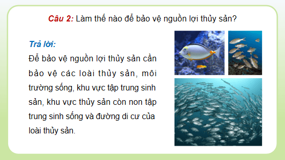 Giáo án điện tử Công nghệ 12 Kết nối tri thức Bài 26: Bảo vệ nguồn lợi thuỷ sản | PPT Công nghệ 12