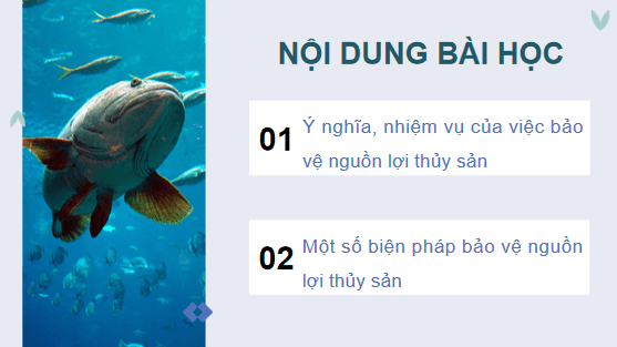 Giáo án điện tử Công nghệ 12 Kết nối tri thức Bài 26: Bảo vệ nguồn lợi thuỷ sản | PPT Công nghệ 12