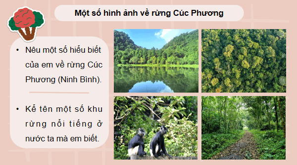 Giáo án điện tử Công nghệ 12 Kết nối tri thức Bài 3: Vai trò, nhiệm vụ của trồng và chăm sóc rừng | PPT Công nghệ 12