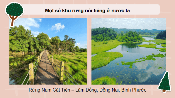 Giáo án điện tử Công nghệ 12 Kết nối tri thức Bài 3: Vai trò, nhiệm vụ của trồng và chăm sóc rừng | PPT Công nghệ 12