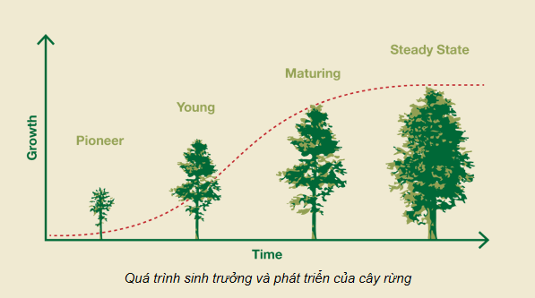 Giáo án điện tử Công nghệ 12 Kết nối tri thức Bài 4: Quy luật sinh trưởng và phát triển của cây rừng | PPT Công nghệ 12
