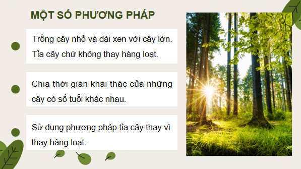 Giáo án điện tử Công nghệ 12 Kết nối tri thức Bài 5: Kĩ thuật trồng và chăm sóc rừng | PPT Công nghệ 12