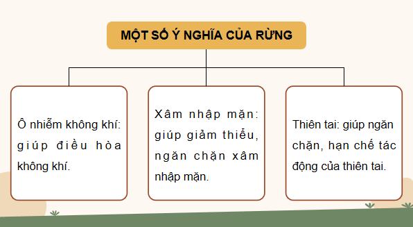 Giáo án điện tử Công nghệ 12 Kết nối tri thức Bài 6: Ý nghĩa, nhiệm vụ, thực trạng của việc bảo vệ và khai thác rừng và khai thác rừng | PPT Công nghệ 12
