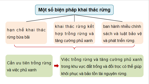 Giáo án điện tử Công nghệ 12 Kết nối tri thức Bài 7: Biện pháp bảo vệ và khai thác tài nguyên rừng | PPT Công nghệ 12