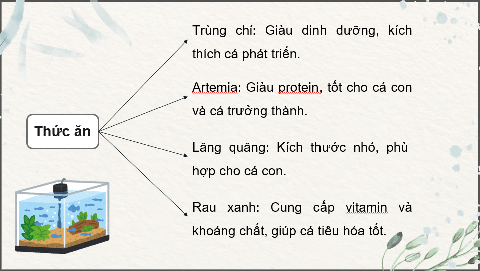 Giáo án điện tử Chuyên đề Công nghệ 12 Kết nối tri thức Bài 11: Nuôi dưỡng và chăm sóc cá cảnh nước ngọt | PPT Chuyên đề Công nghệ 12