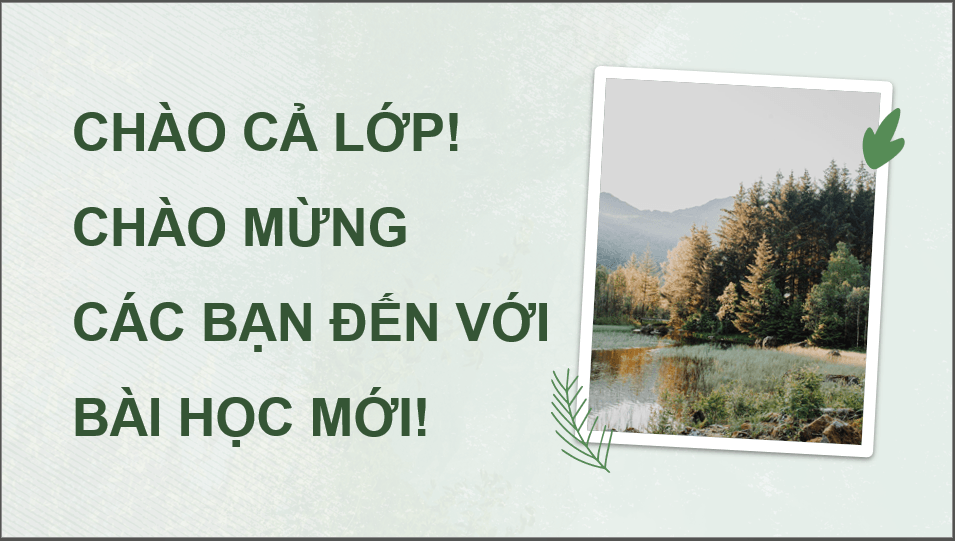 Giáo án điện tử Chuyên đề Công nghệ 12 Kết nối tri thức Bài 2: Công nghệ sinh học trong chọn, tạo và nhân giống cây lâm nghiệp | PPT Chuyên đề Công nghệ 12
