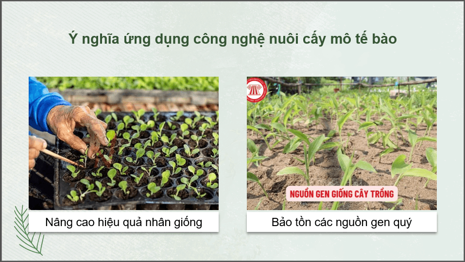 Giáo án điện tử Chuyên đề Công nghệ 12 Kết nối tri thức Bài 2: Công nghệ sinh học trong chọn, tạo và nhân giống cây lâm nghiệp | PPT Chuyên đề Công nghệ 12