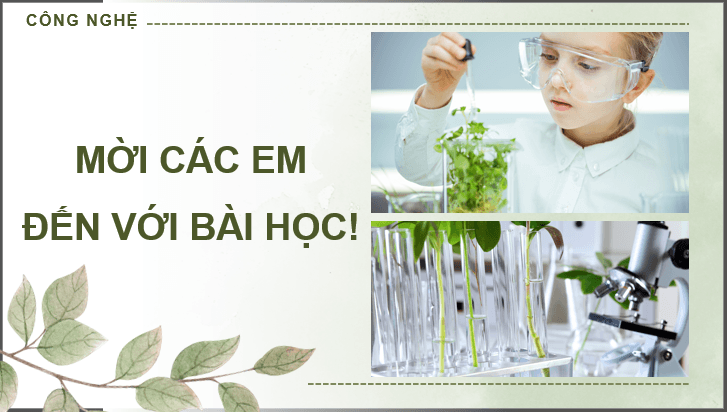 Giáo án điện tử Chuyên đề Công nghệ 12 Kết nối tri thức Bài 3: Công nghệ sinh học trong sản xuất chế phẩm vi sinh phục vụ lâm nghiệp | PPT Chuyên đề Công nghệ 12
