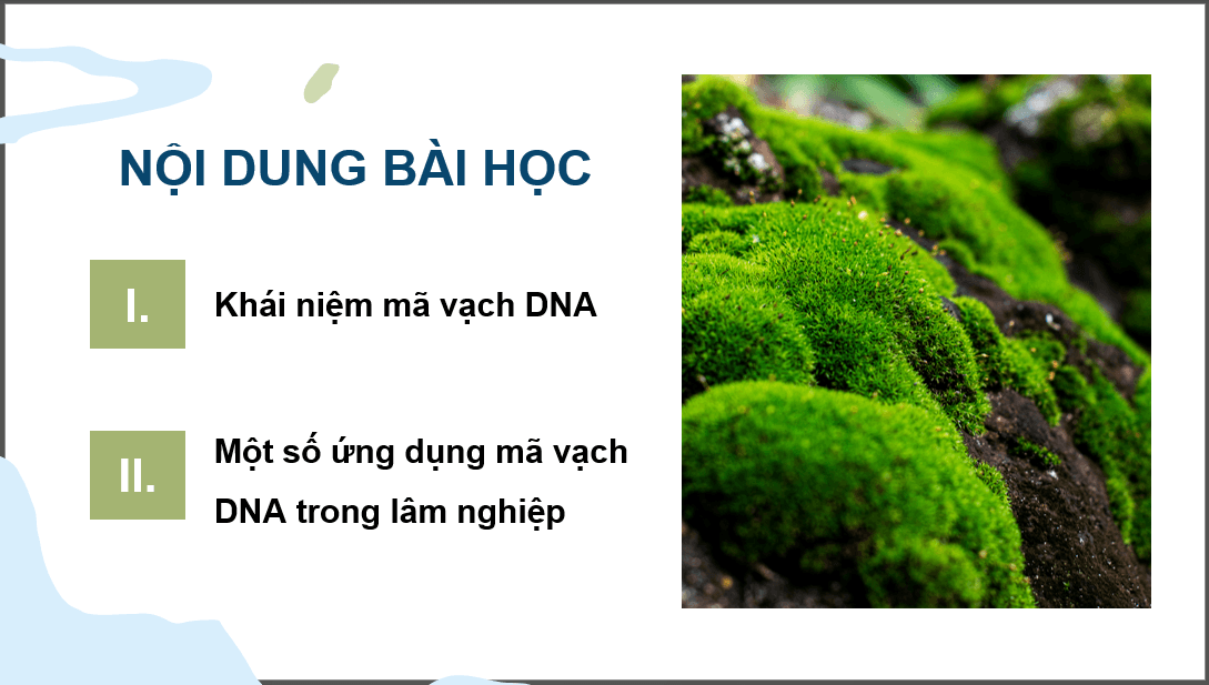 Giáo án điện tử Chuyên đề Công nghệ 12 Kết nối tri thức Bài 4: Ứng dụng mã vạch DNA trong lâm nghiệp | PPT Chuyên đề Công nghệ 12