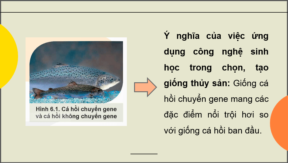 Giáo án điện tử Chuyên đề Công nghệ 12 Kết nối tri thức Bài 6: Một số ứng dụng công nghệ sinh học trong chọn, tạo giống thuỷ sản | PPT Chuyên đề Công nghệ 12