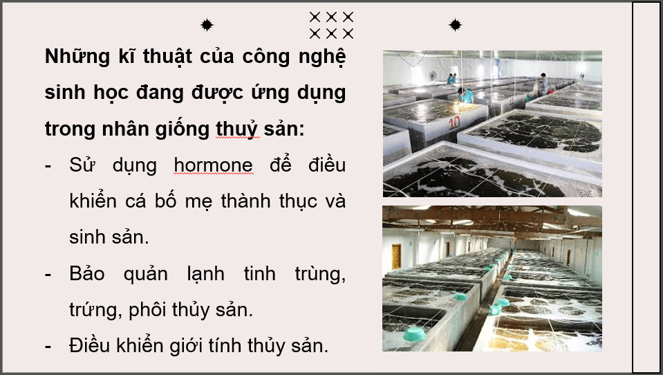 Giáo án điện tử Chuyên đề Công nghệ 12 Kết nối tri thức Bài 7: Ứng dụng công nghệ sinh học trong sản xuất giống thuỷ sản | PPT Chuyên đề Công nghệ 12
