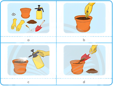 Giáo án Công nghệ lớp 4 Chân trời sáng tạo Bài 3: Gieo hạt và trồng hoa trong chậu