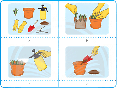 Giáo án Công nghệ lớp 4 Chân trời sáng tạo Bài 4: Trồng cây cảnh trong chậu