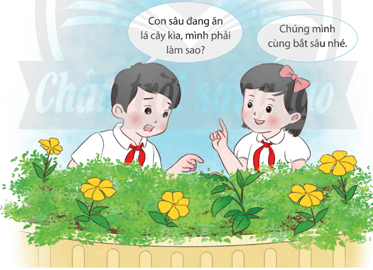 Giáo án Công nghệ lớp 4 Chân trời sáng tạo Bài 5: Chăm sóc hoa, cây cảnh trong chậu