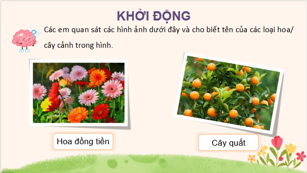 Giáo án điện tử Công nghệ lớp 4 Chân trời sáng tạo Bài 1: Hoa và cây cảnh quanh em | PPT Công nghệ 4