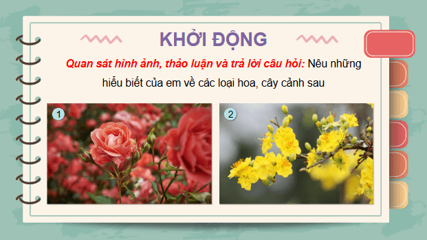 Giáo án điện tử Công nghệ lớp 4 Kết nối tri thức Bài 2: Một số loại hoa, cây cảnh phổ biến | PPT Công nghệ 4