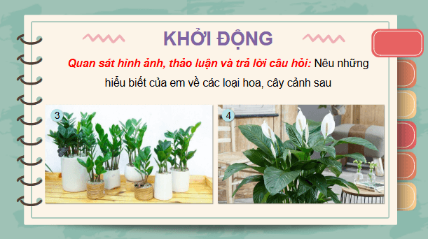 Giáo án điện tử Công nghệ lớp 4 Kết nối tri thức Bài 2: Một số loại hoa, cây cảnh phổ biến | PPT Công nghệ 4