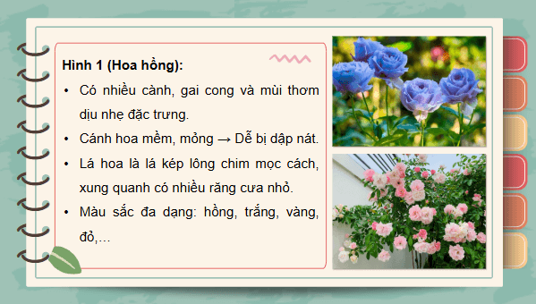 Giáo án điện tử Công nghệ lớp 4 Kết nối tri thức Bài 2: Một số loại hoa, cây cảnh phổ biến | PPT Công nghệ 4