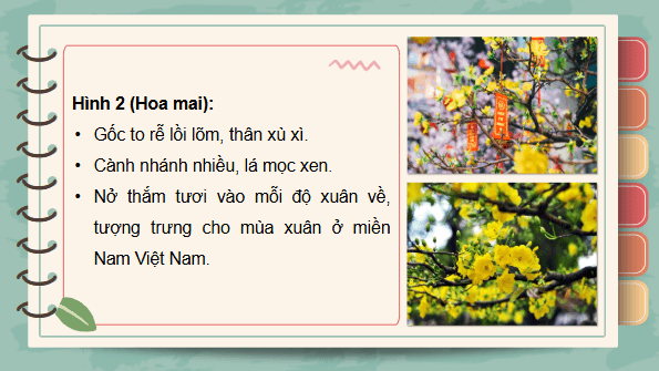 Giáo án điện tử Công nghệ lớp 4 Kết nối tri thức Bài 2: Một số loại hoa, cây cảnh phổ biến | PPT Công nghệ 4