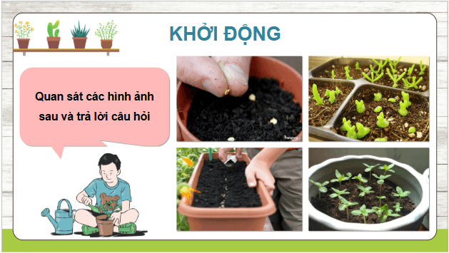 Giáo án điện tử Công nghệ lớp 4 Kết nối tri thức Bài 4: Gieo hạt hoa, cây cảnh trong chậu | PPT Công nghệ 4