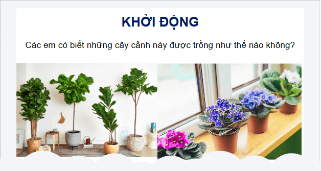 Giáo án điện tử Công nghệ lớp 4 Chân trời sáng tạo Bài 4: Trồng cây cảnh trong chậu | PPT Công nghệ 4